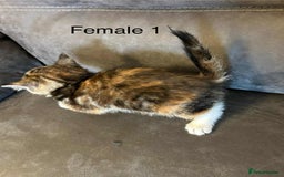 British Shorthair cats for sale: Stunning kittens available  - Image 21