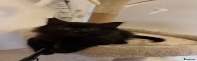 Mixed Breed Kitten 3 (red collar)