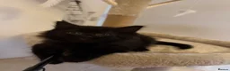 Mixed Breed cats for sale: 5 Beautiful Black Mixed Breed Kittens - Advert 15