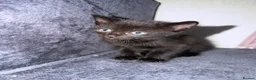 Mixed Breed cats for sale: Four beautiful little black cats  - Advert 3
