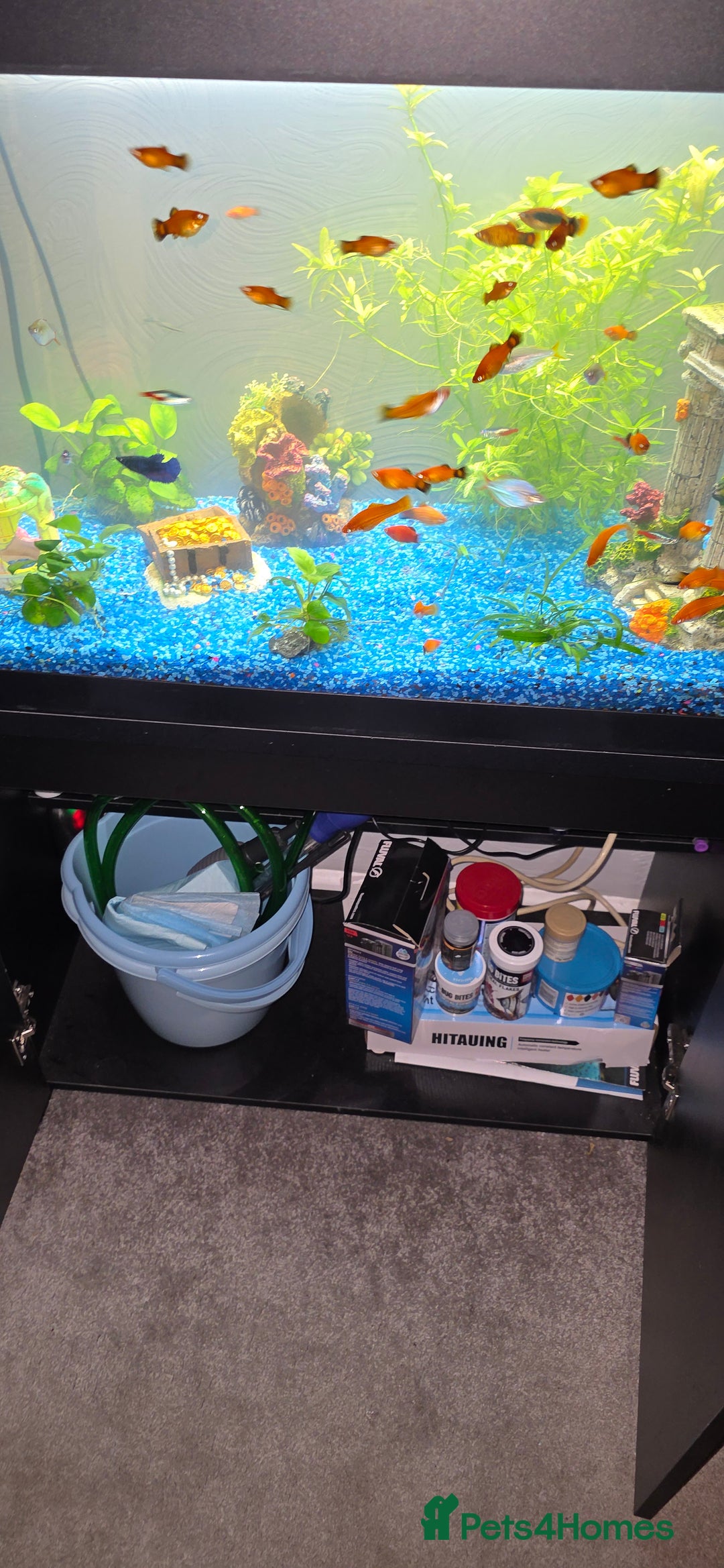Platies fish for sale: Fluval roma 125l Tank Complete Set up - Advert 4