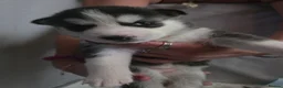 Siberian Husky dogs for sale: 9 siberian husky puppies in Manchester - Advert 2