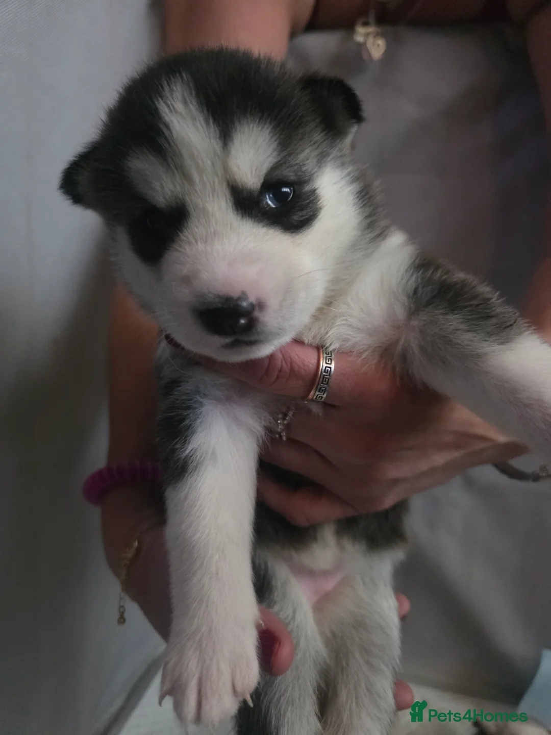 Siberian Husky dogs for sale: 9 siberian husky puppies in Manchester - Advert 2