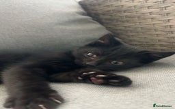 Mixed Breed cats for sale: Beautiful Black Kitten - Image 1