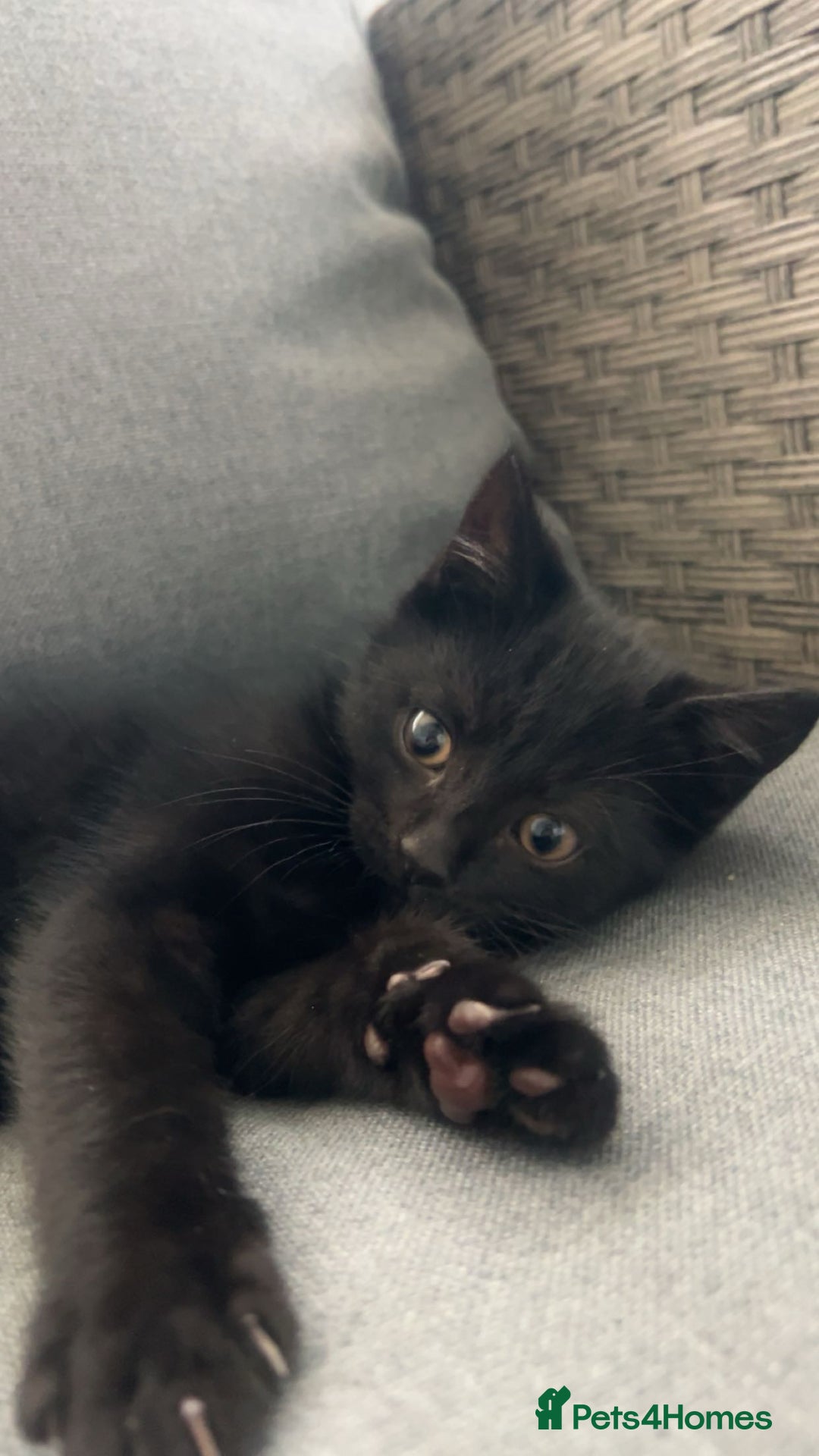 Mixed Breed cats for sale: Beautiful Black Kitten - Image 1