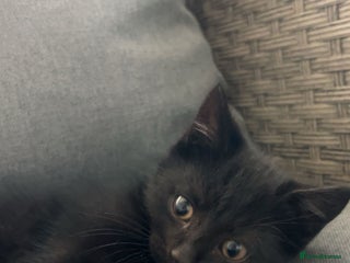Mixed Breed cats - Advert 28