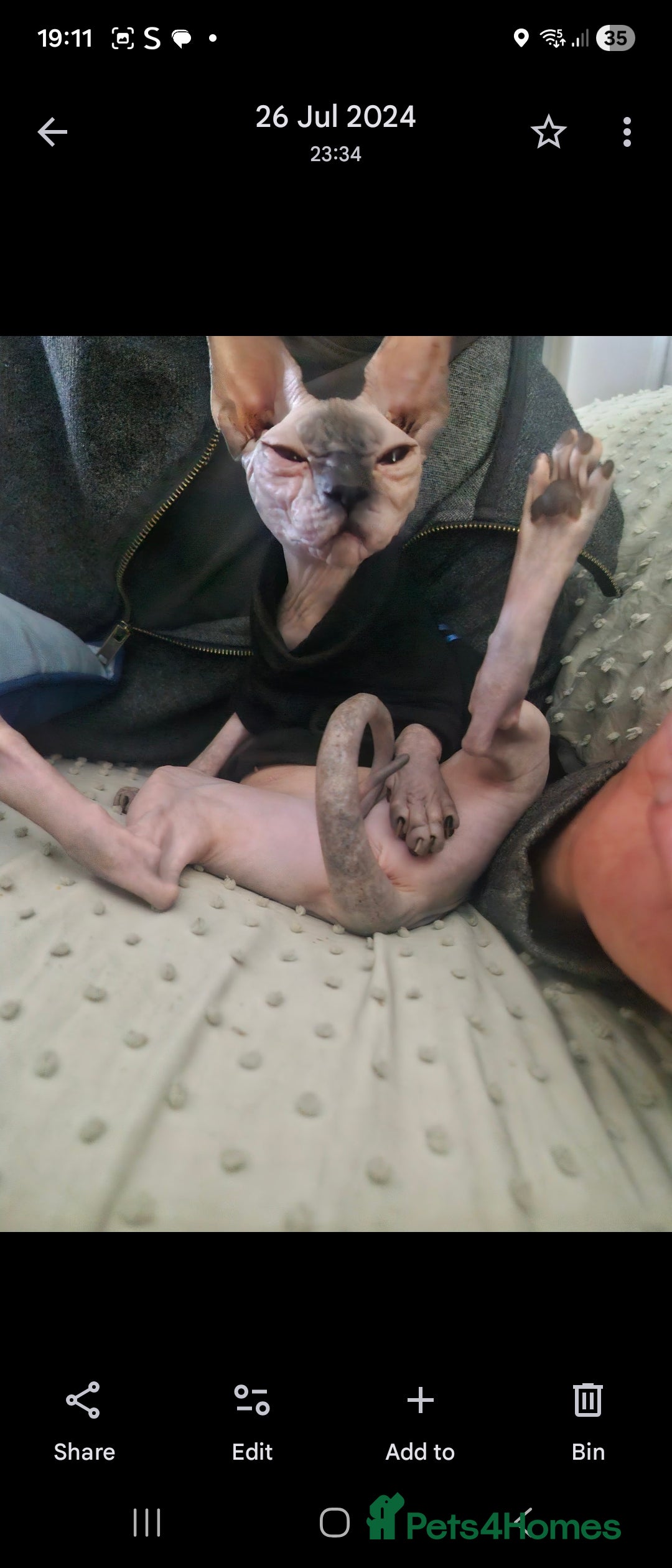 Sphynx cats for sale: 2 year old female seal point  - Advert 3