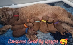 Toy Poodle dogs for stud: Proven Red Toy Poodle Stud Dog  in Mexborough - Image 6