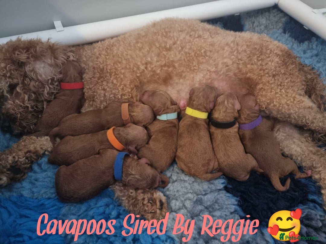 Toy Poodle dogs for stud: Proven Red Toy Poodle Stud Dog  in Mexborough - Image 6