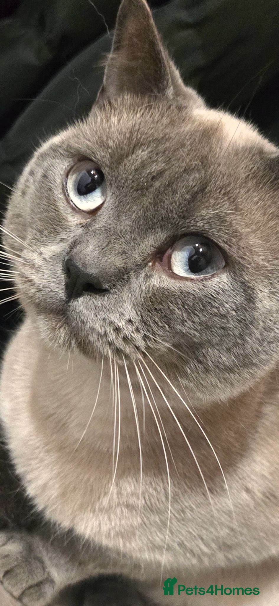 British Shorthair cats  British  Shorthair  Colourpoint  - Advert 18
