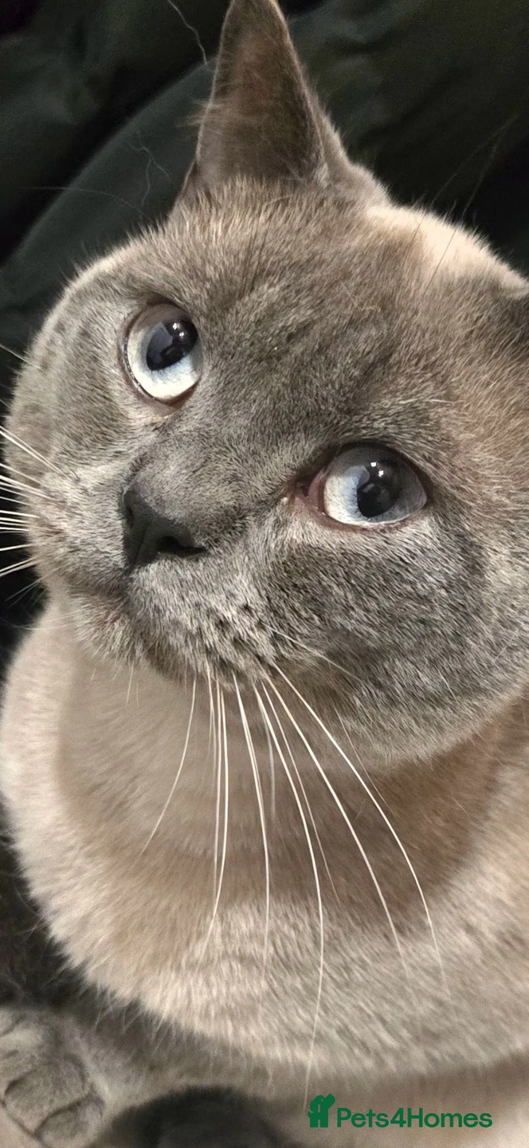 British Shorthair cats for sale: colourpoint British  Shorthair  - Advert 2