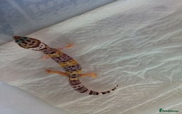 Leopard Gecko reptiles for sale: Baby leopard geckos  - Image 5