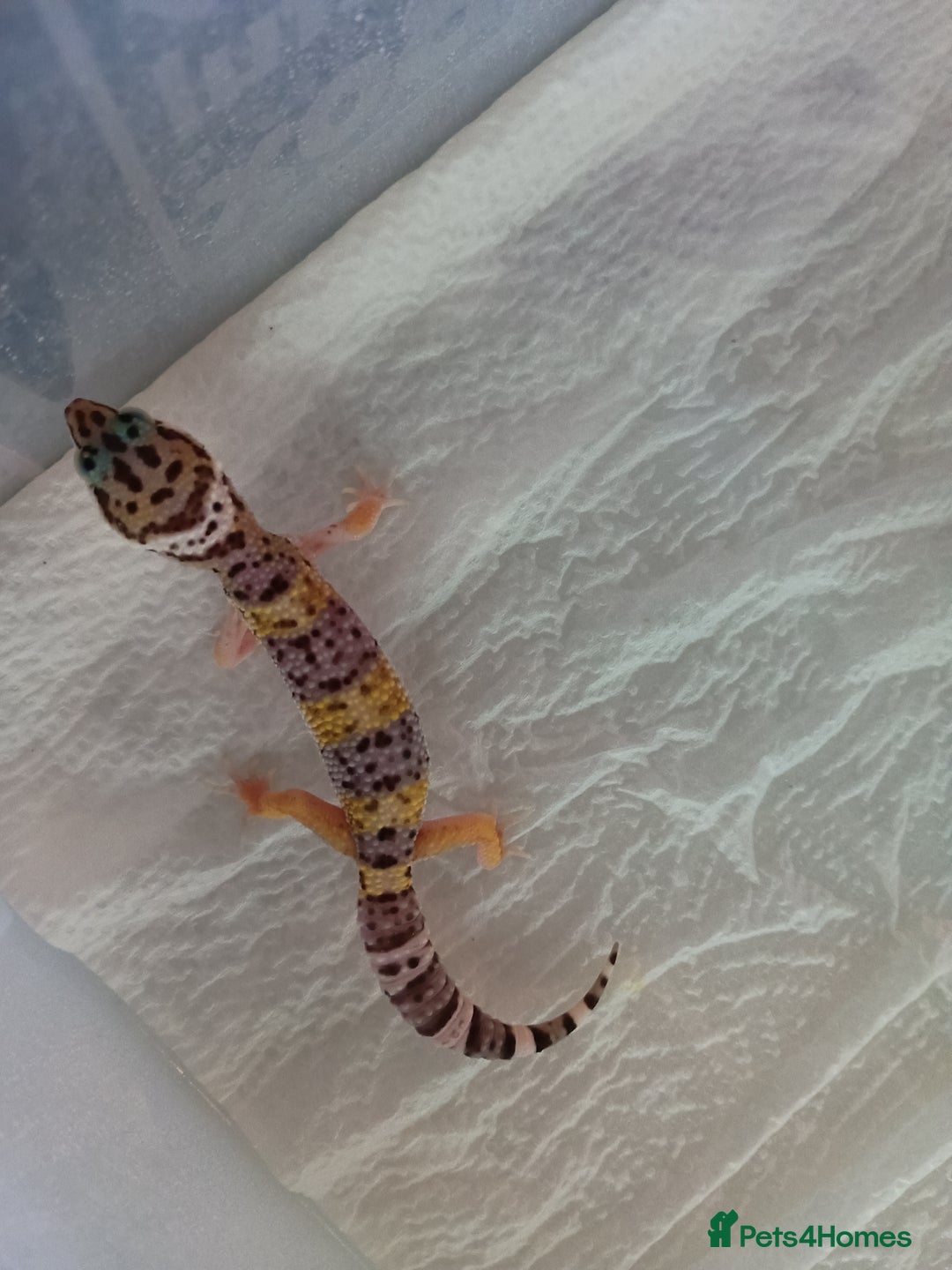 Leopard Gecko reptiles for sale: Baby leopard geckos  - Image 5