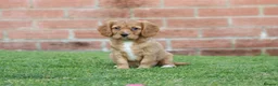 Cavapoo dogs for sale: COCKERLIERPOO puppies for sale - Advert 33