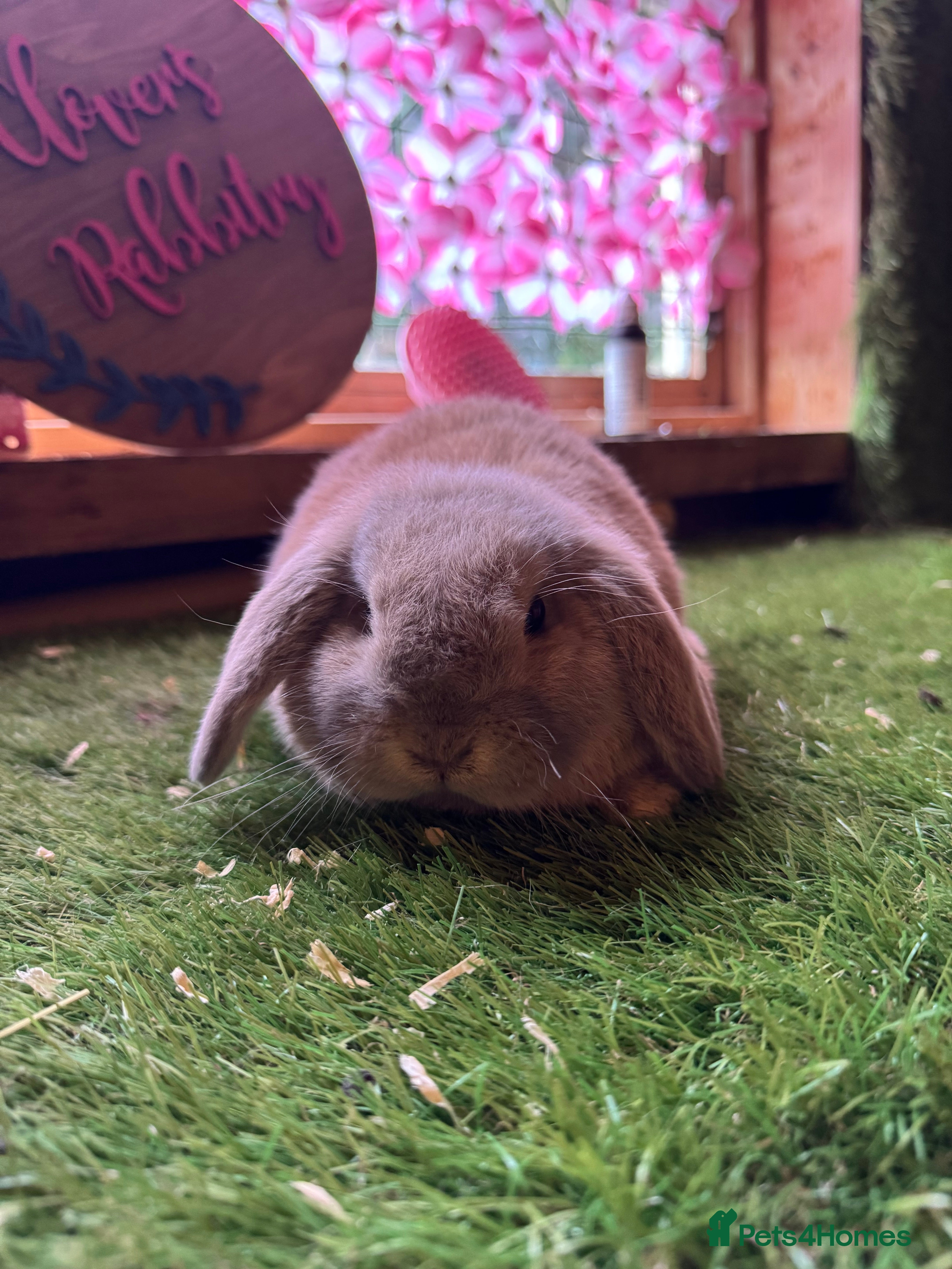 Mini Lop rabbits Pedigree Mini Lops ready !! 1 lilac tort doe left - Advert 18