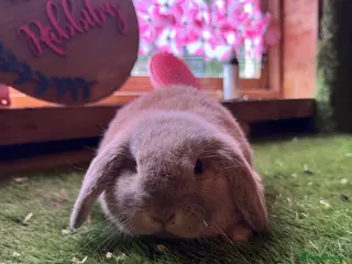 Mini Lop rabbits Pedigree Mini Lops ready !! 1 lilac tort doe left - Advert 18