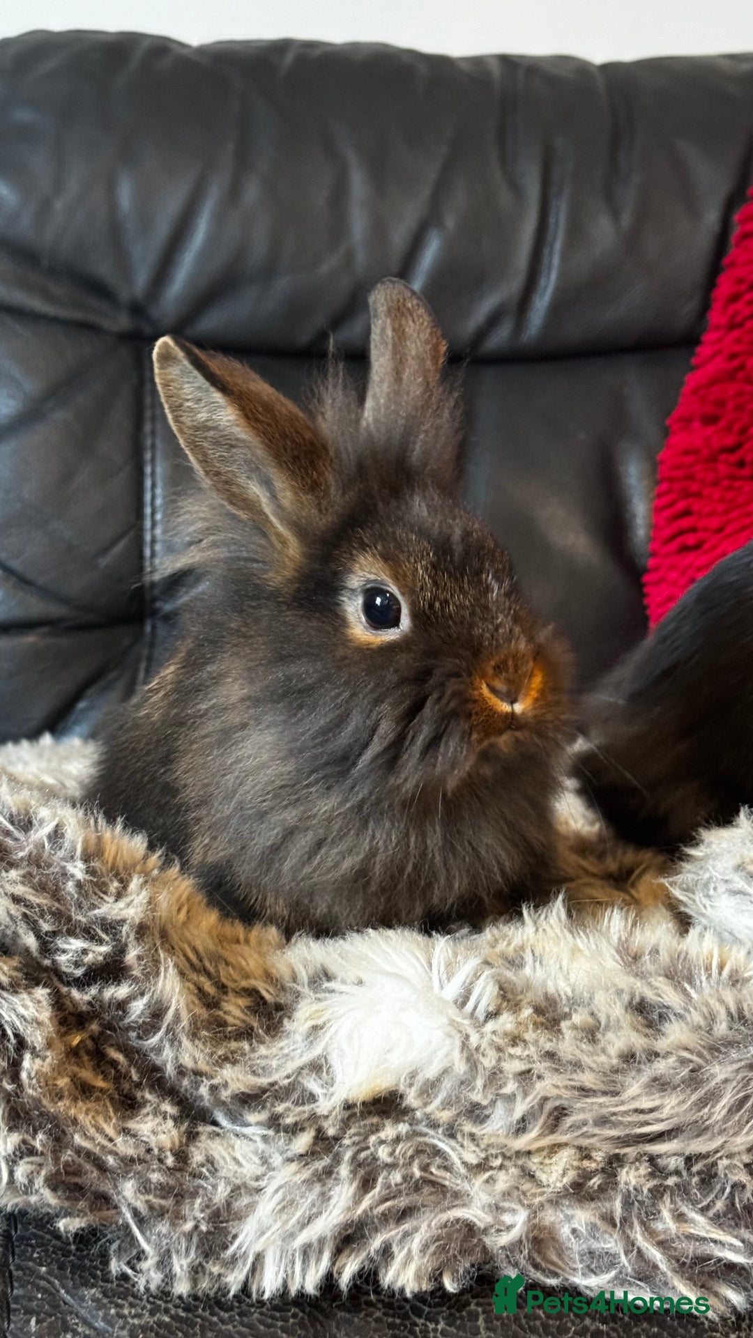 Mixed Breed rabbits for sale: Netherland dwarf and lionhead mixed bunnies - Image 4