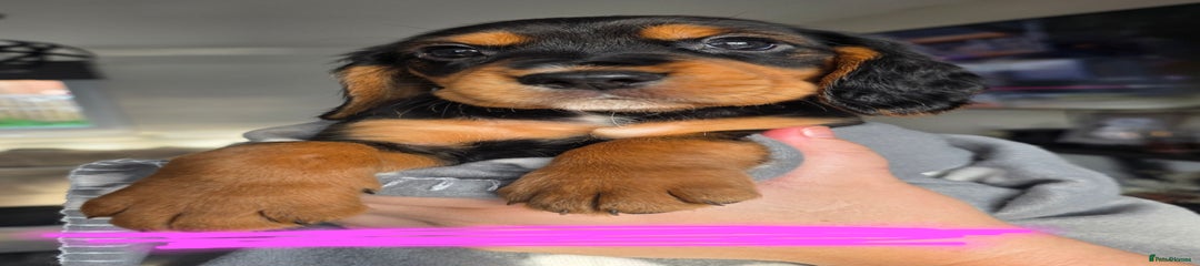 Pink collar (only girl)
