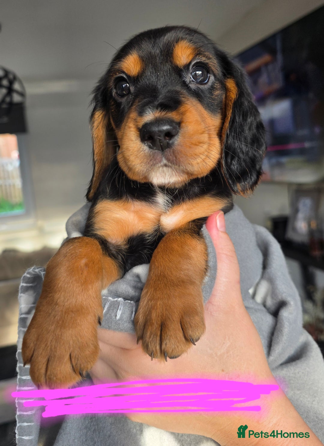 Bocker dogs for sale: 7x Bocker pups (born 22/06/2025) - Image 23