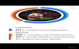 Cavapoo dogs for sale: Cavapoo female - Image 1