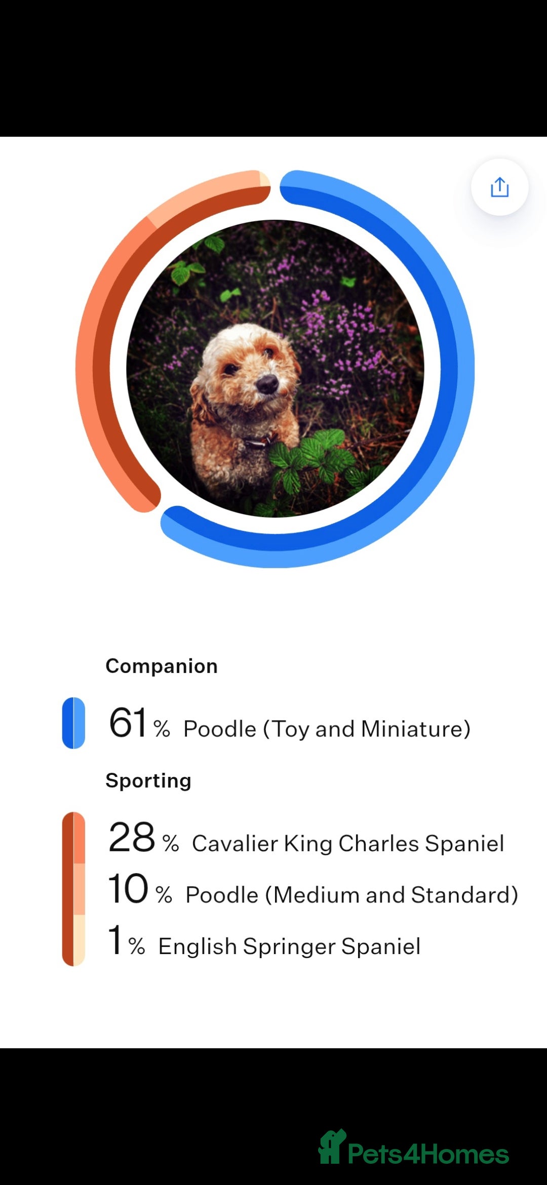 Cavapoo dogs for sale: Cavapoo female - Image 1