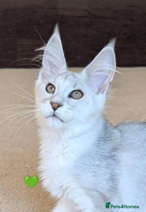 Maine Coon cats Shaded & Ticked Registered Kittens  - Advert 2