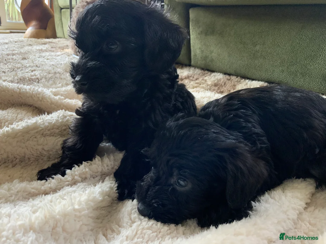 Schnoodle dogs for sale: Stunning miniature Schnoodle puppies - Advert 27