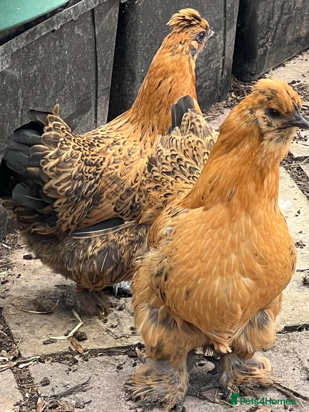 Chickens poultry for sale: 2 sisters of pilkie for sales  - Advert 1