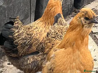 Chickens poultry 2 sisters of pilkie for sales - Advert 2