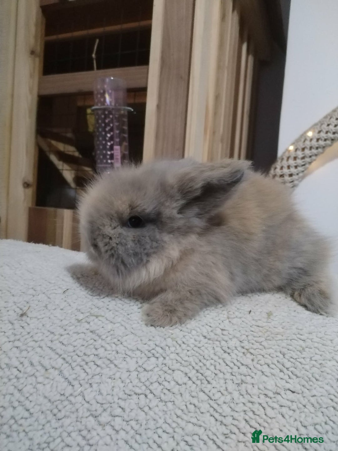 Lionhead rabbits for sale: Pure Breed Fluffy Double Mained LionHead Kits - Advert 5
