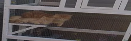 Maine Coon cats for sale: 4 Beautiful Full Maine Coon Kittens Ginger Girl - Advert 10