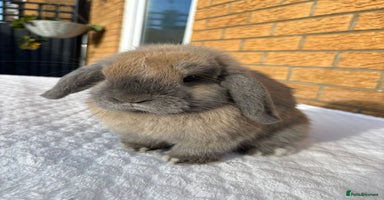 Mini Lop rabbits - Advert 5