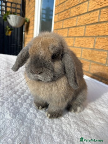 Mini Lop rabbits Gorgeous Purebred mini lop babies - Advert 3