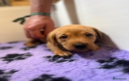 Labrador Retriever dogs for sale: Beautiful Red Fox Labrador Pups – 4 Boys & 4 Girls - Image 13