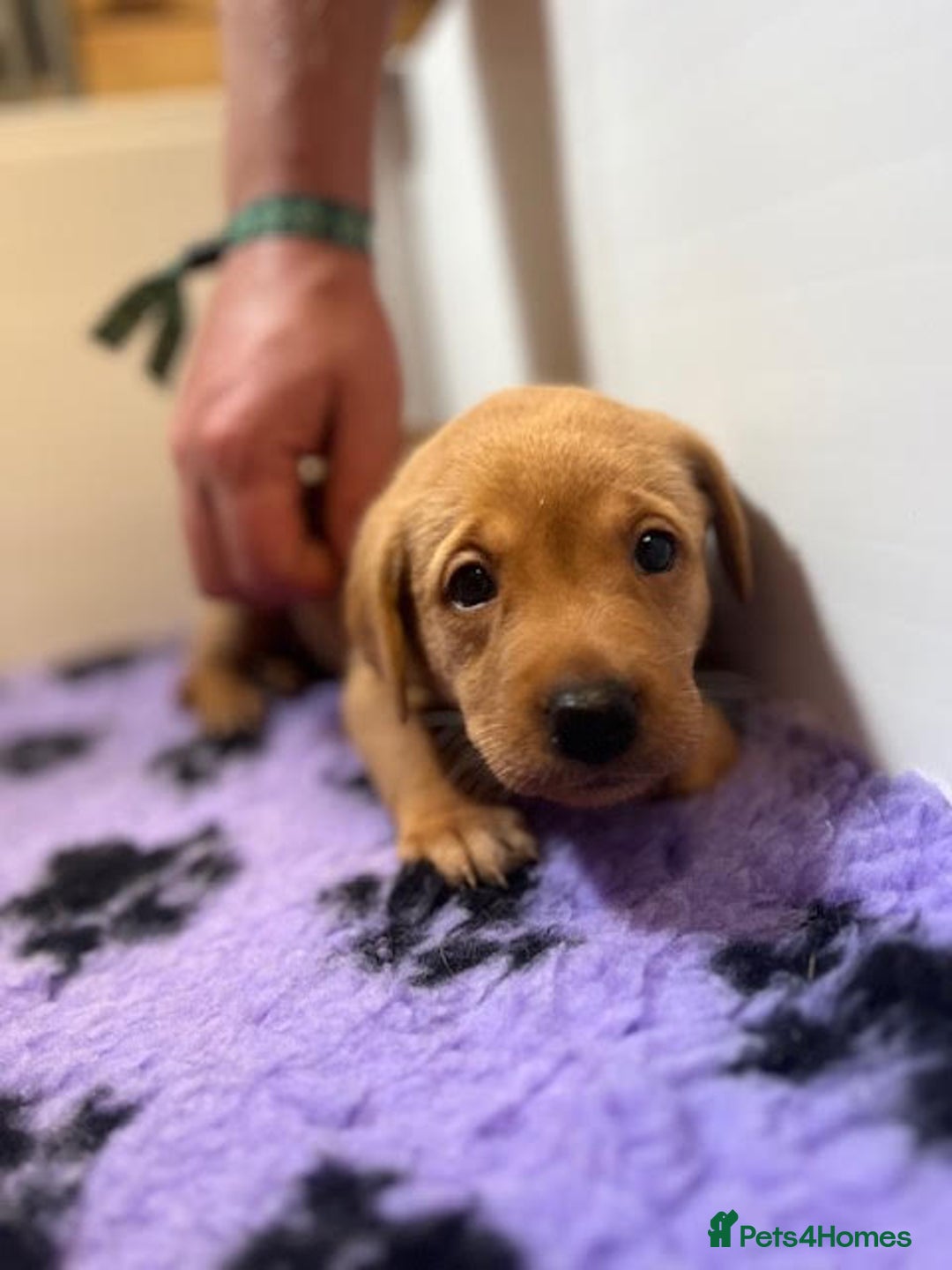 Labrador Retriever dogs for sale: Beautiful Red Fox Labrador Pups – 4 Boys & 4 Girls - Image 13