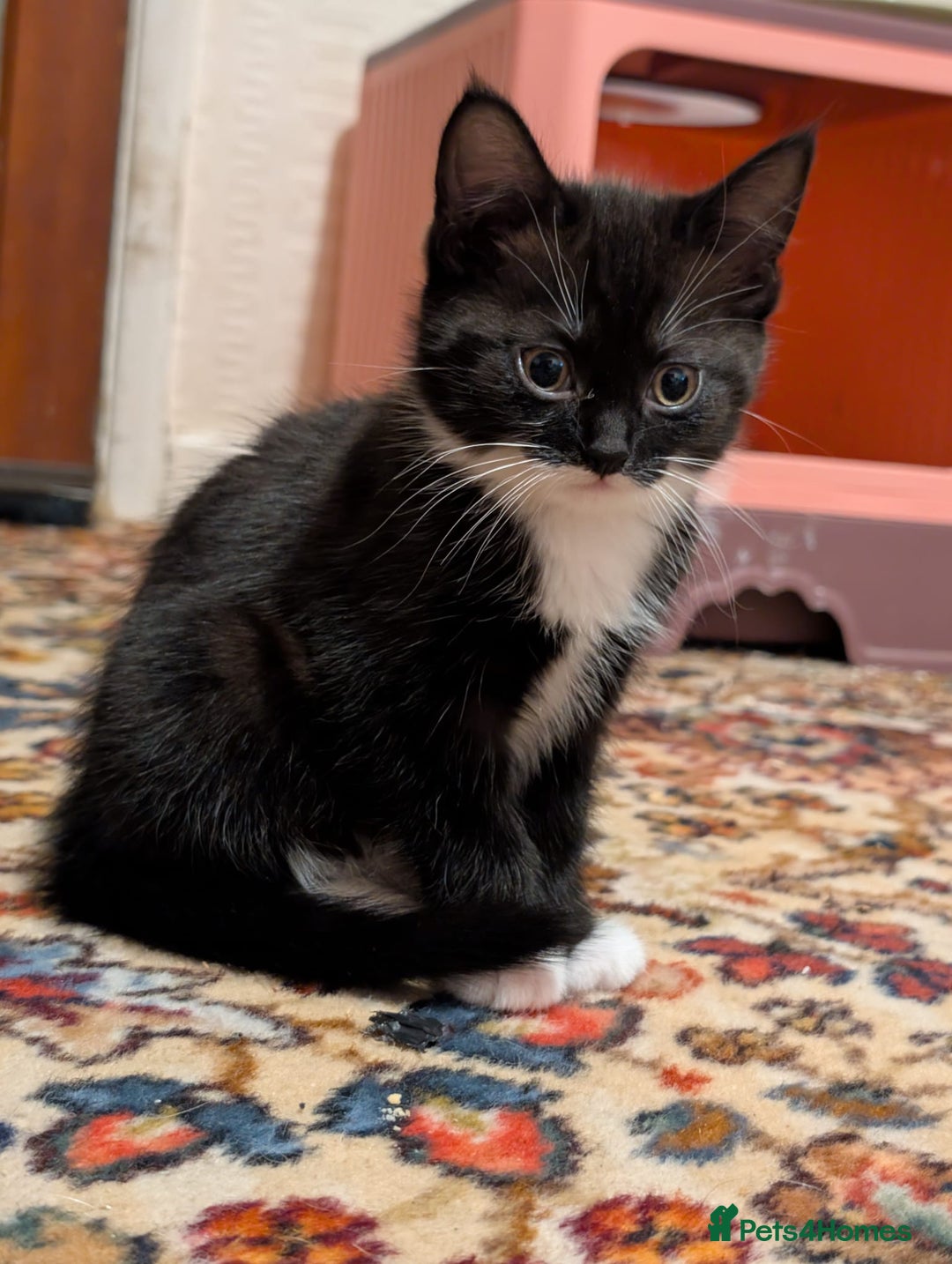 Mixed Breed cats for sale: Beautiful little girl  - Advert 4