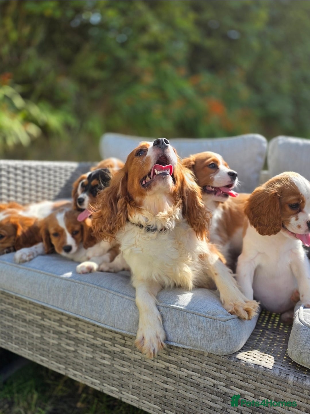 Cavalier King Charles Spaniel dogs for sale: Cavalier King Charles Puppies  - Image 11