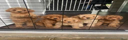 Cavapoo dogs for sale: 5 Beautiful Cavapoos from a family home.  - Advert 1