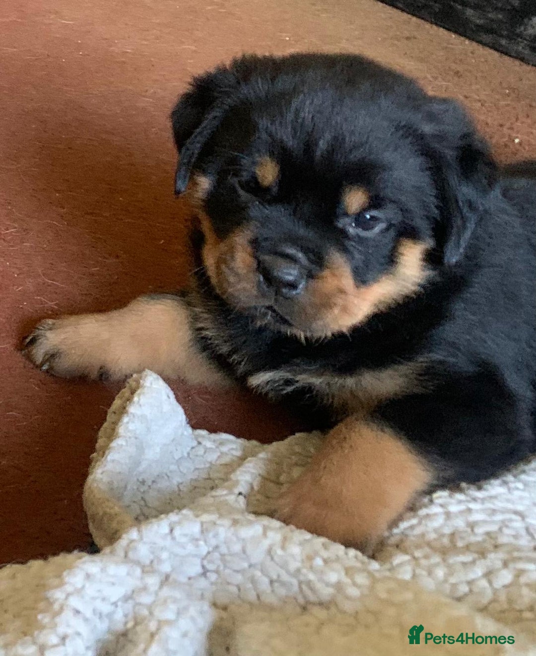 Rottweiler dogs for sale: Proper big old fashioned Rottie  pups ready now  - Advert 16