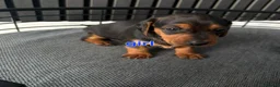 Miniature Dachshund dogs for sale: BEAUTIFUL MINIATURE DACHSHUND  - Advert 19