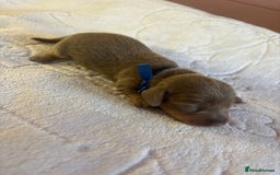 Dachshund dogs for sale: 4 mini dachshund pups - Image 6