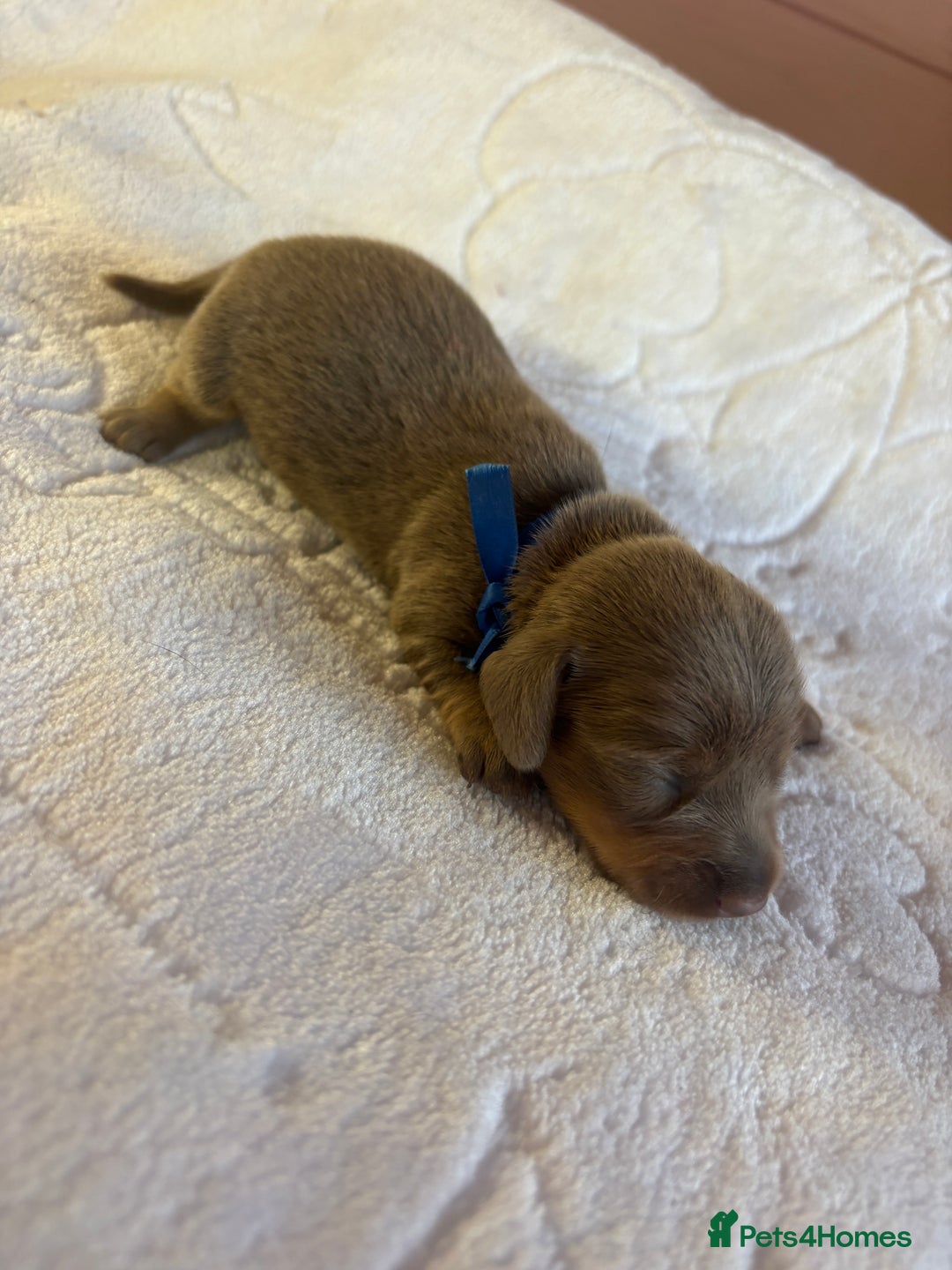 Dachshund dogs for sale: 4 mini dachshund pups - Image 6