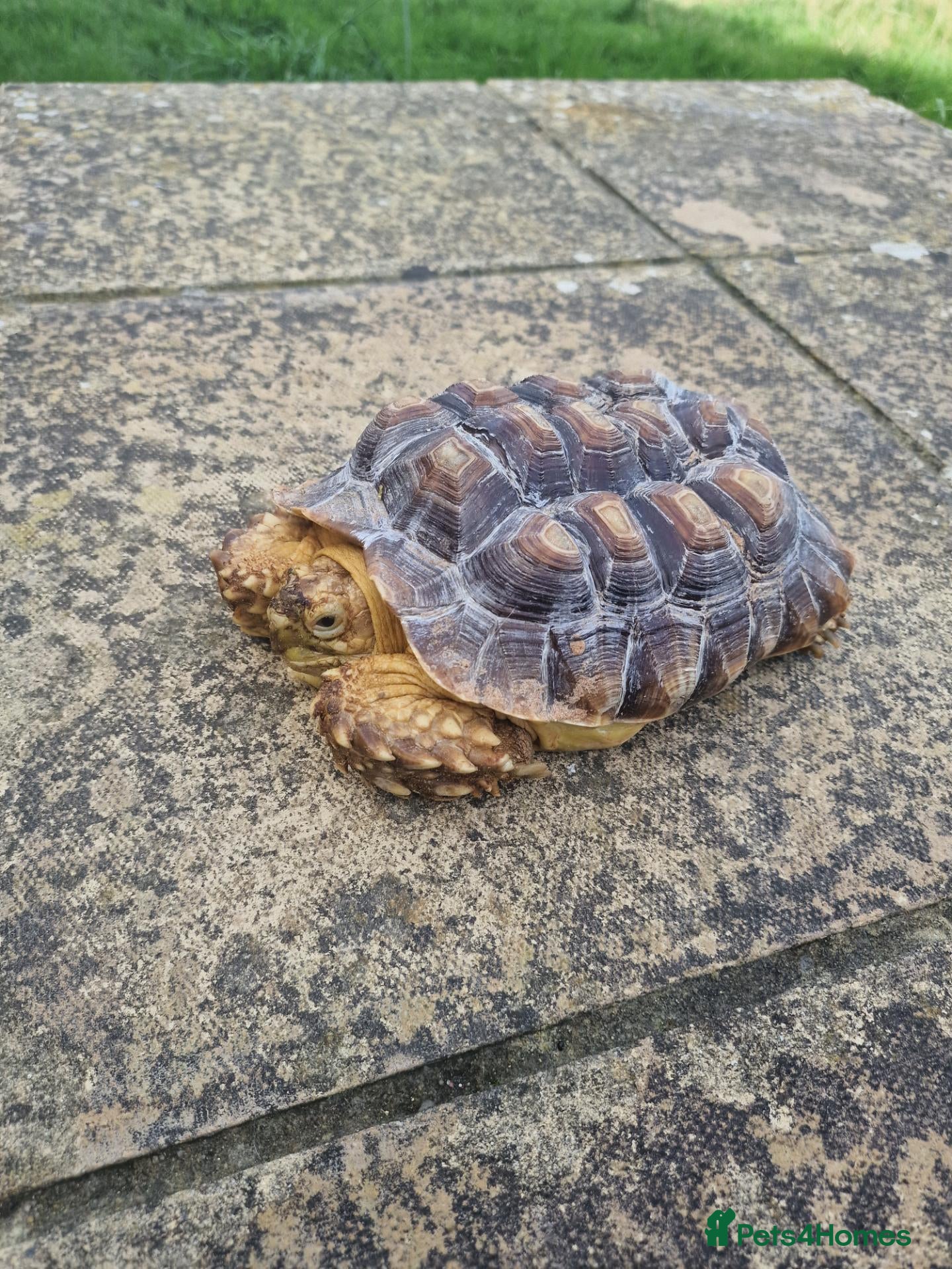 Tortoise reptiles Sulcata tortoise female  - Advert 2