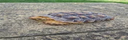 Tortoise reptiles for sale: Sulcata tortoise female  in Hastings - Advert 1