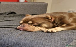 Shorty Bull dogs for sale: Exotic Pocket Bully. - Image 4