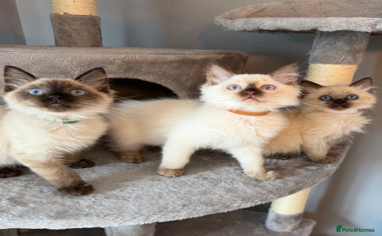 Ragdoll cats - Advert 12