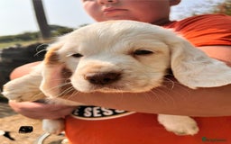 Clumber Spaniel dogs for sale: 3/4 clumber 1/4 cocker spaniel pups - Image 15