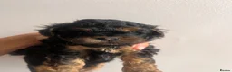 Yorkiepoo dogs for sale: Outstanding Yorkipoos F1 last 3 remaining - Advert 27
