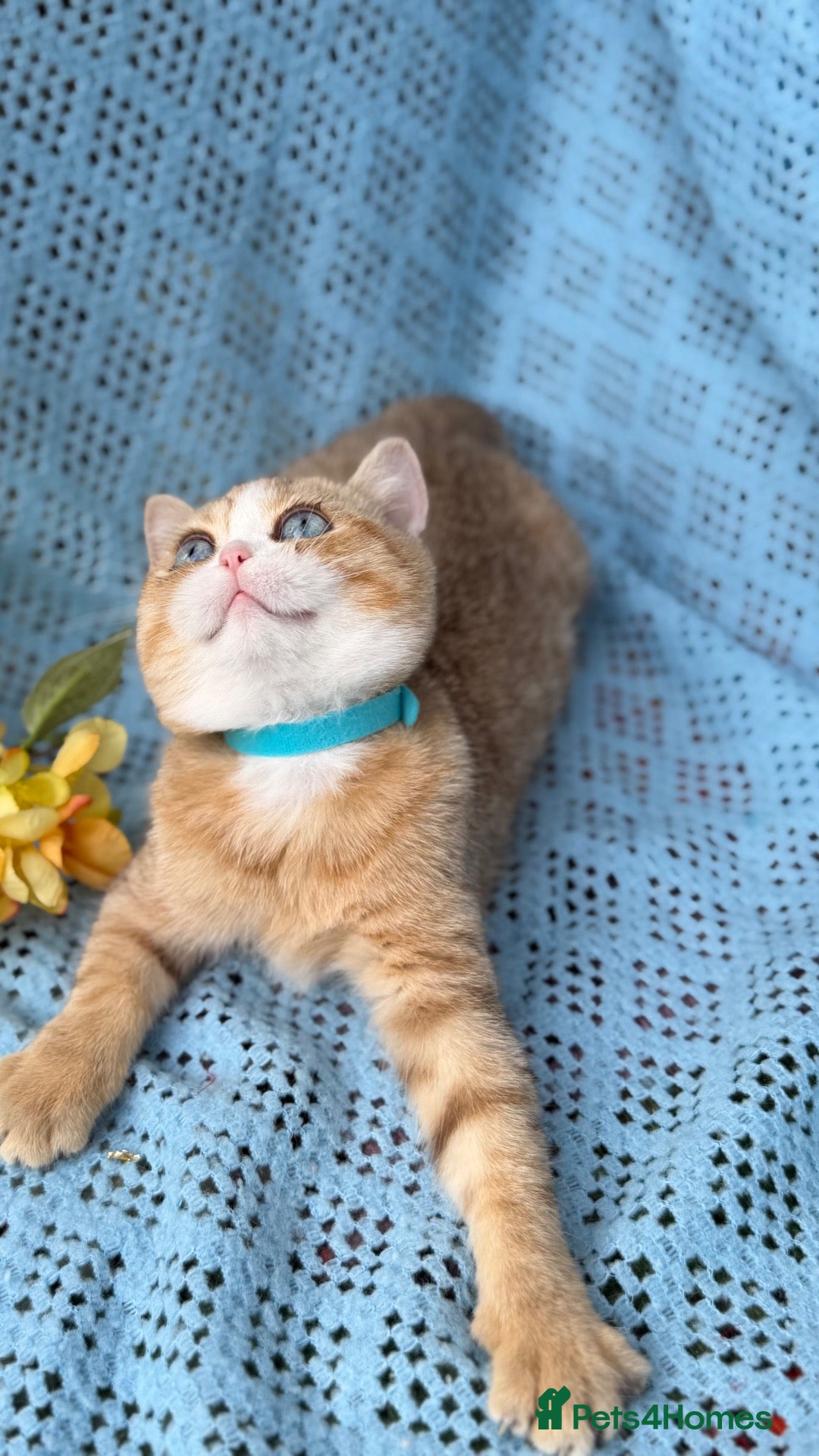 British Shorthair cats British Shorthair blue/odd eyed kittens  - Advert 4