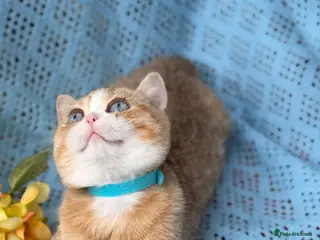 British Shorthair cats British Shorthair blue/odd eyed kittens - Advert 4
